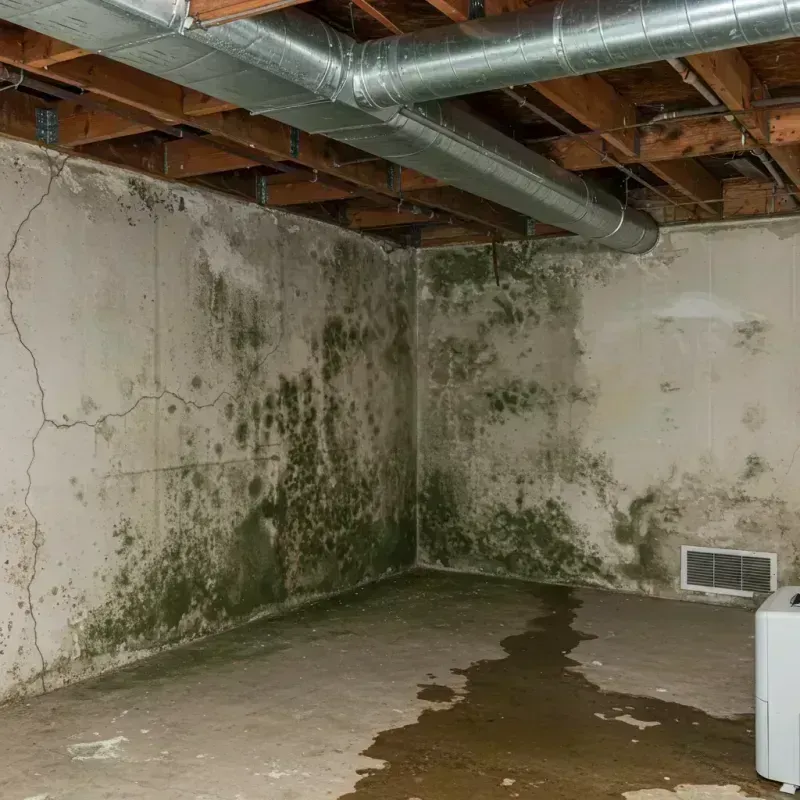 Professional Mold Removal in Beaver Dam, WI